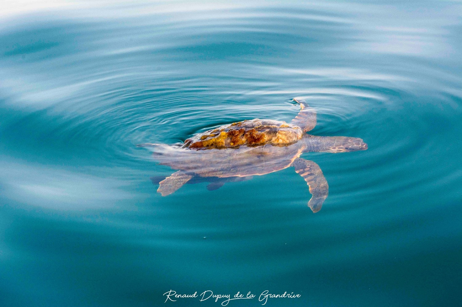 Cap d'Agde - HERAULT - VIDEO - TRANSIT DE TORTUES MARINES AU CAP D'AGDE !