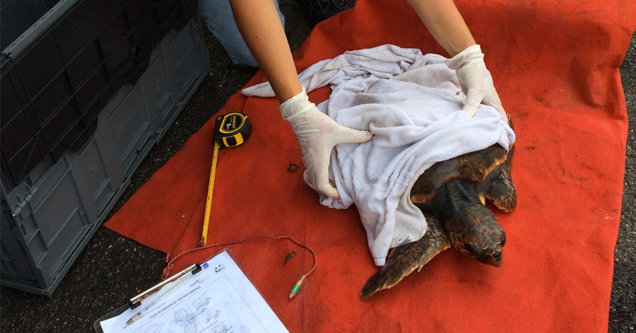 Cap d'Agde - HERAULT - CAP D'AGDE - UNE JEUNE TORTUE MARINE CAOUANNE RELÂCHÉE DANS L'AIRE MARINE PROTÉGÉE