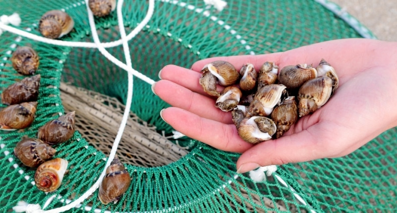 Cap d'Agde - HERAULT - CAP d'AGDE - Fête de la Noisette de Mer au Cap d’Agde le 24 juin 2018 ___