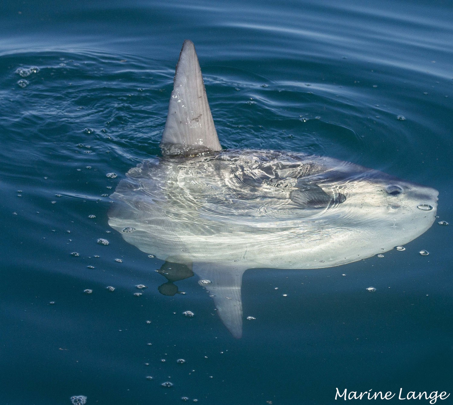 Cap d'Agde - INSOLITE - CAP d'AGDE - HERAULT - LE POISSON LUNE AIME LE CAP D'AGDE !