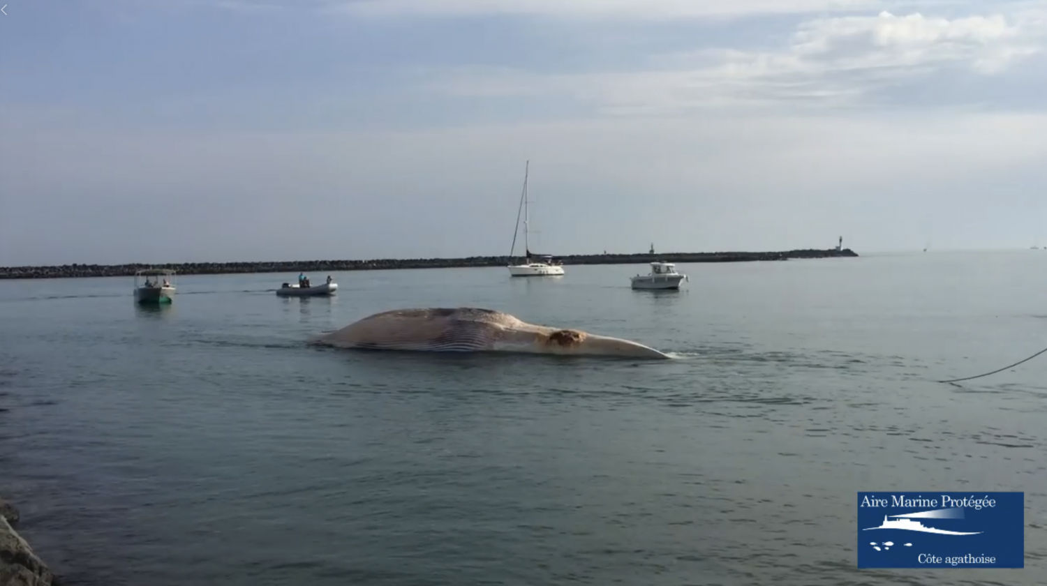 Cap d'Agde - CAP D'AGDE - Vidéo : Recupération au Cap d'Agde d'une baleine Rorqual commun de 20 tonnes