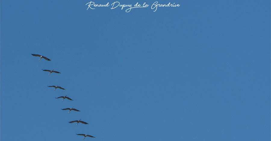 Cap d'Agde - HÉRAULT - CAP D'AGDE - Migration de grues cendrées dans le ciel du Cap d'Agde