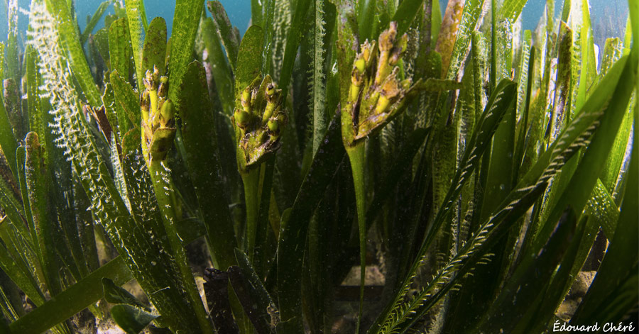 Cap d'Agde - HÉRAULT - CAP D'AGDE - ECXEPTIONNEL, LES HERBIERS DE POSIDONIES EN FLEURS AU CAP D'AGDE !