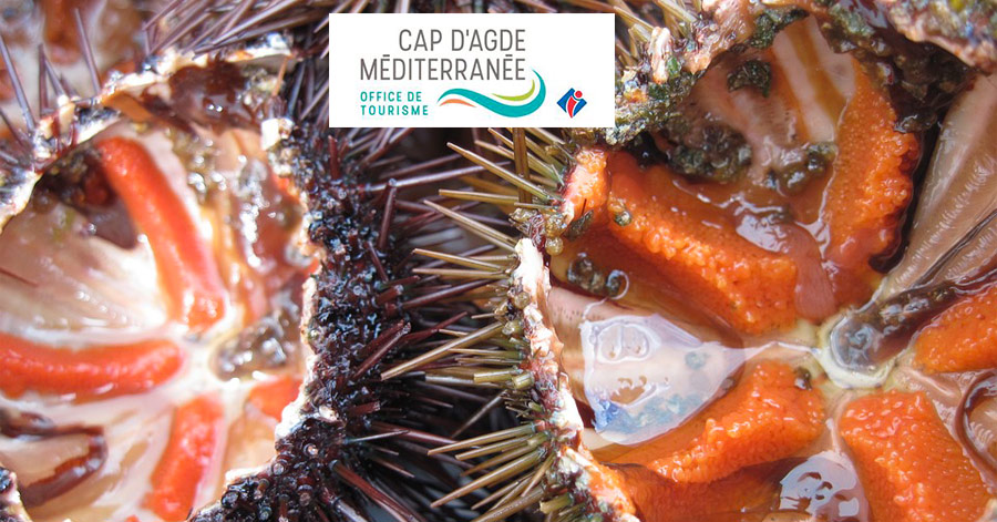 Cap d'Agde - HÉRAULT - CAP D'AGDE - Oursinade du Môle les 6 et 7 avril 2019