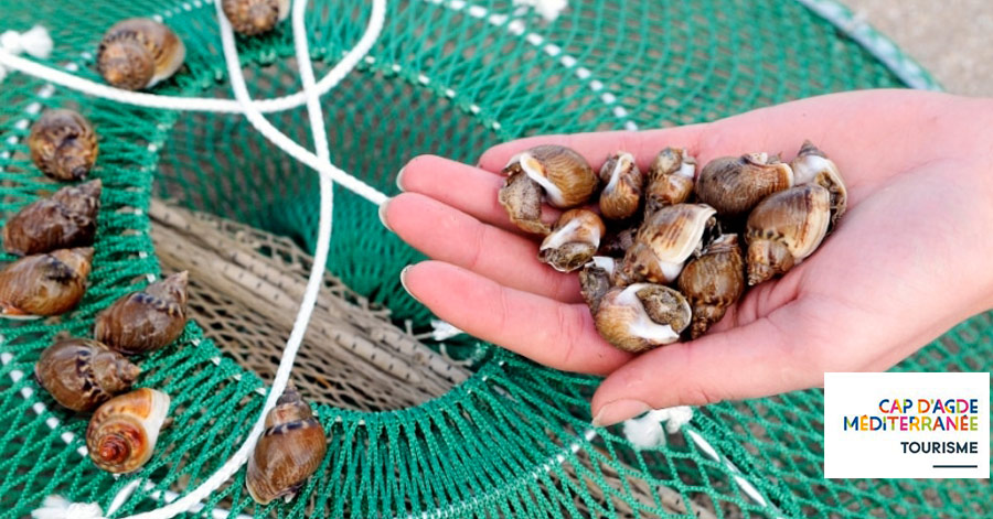 Cap d'Agde - HÉRAULT - CAP D'AGDE - Fête de la Noisette de mer au Cap d’Agde le 16 juin 2019