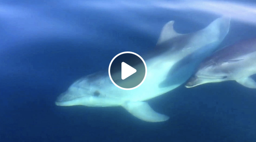 Cap d'Agde - CAP d'AGDE ( 34 ) VIDEO - Les dauphins ont élu domicile au Cap d'Agde