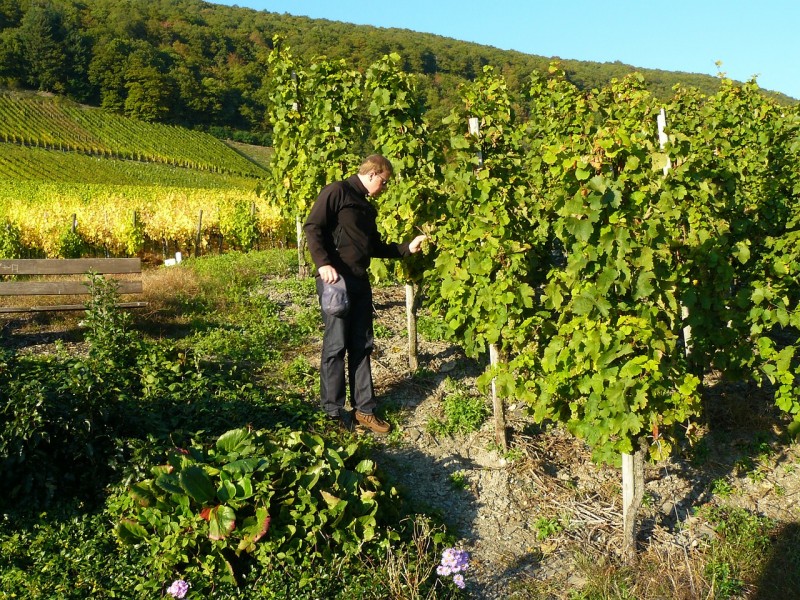 Occitanie - Aide exceptionnelle aux viticulteurs : Carole Delga : « La Région est solidaire des hommes et des femmes qui font vivre le territoire ! »