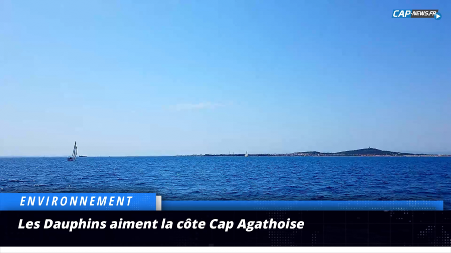 Hérault - Les Dauphins aiment le Cap d'Agde et la qualité de ses eaux…