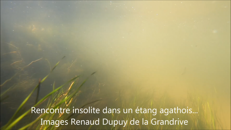 Hérault - Rencontre insolite avec un syngnathe (petit poisson très discret)