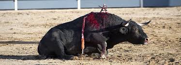 Hérault - Non à la souffrance animale