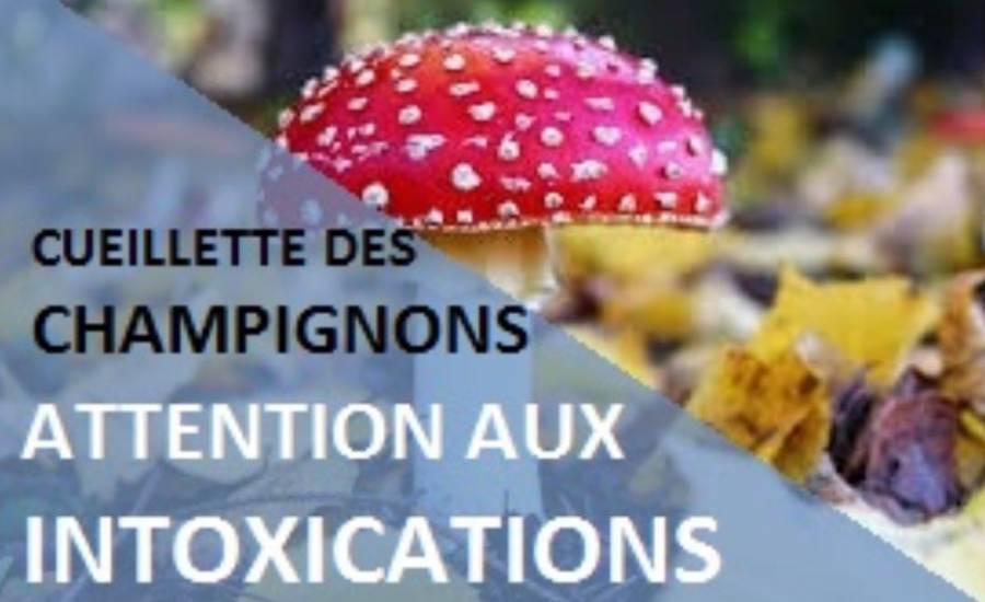 Hérault - Champignons : attention aux risques d'intoxication