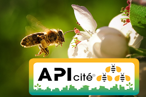 Bessan - Bessan candidate au label national Apicité pour la préservation des abeilles