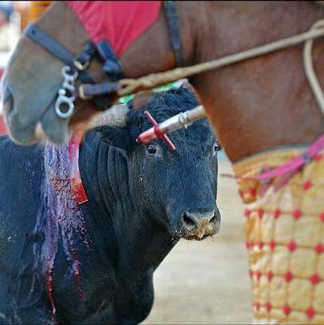 Agde - LA CORRIDA S'INVITE AUX ELECTIONS MUNICIPALES D'AGDE