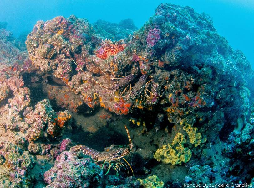 Hérault - Cap sur la nouvelle Réserve marine du Roc de Brescou