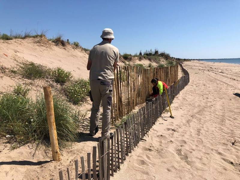 Portiragnes - PORTIRAGNES : Protection du cordon dunaire