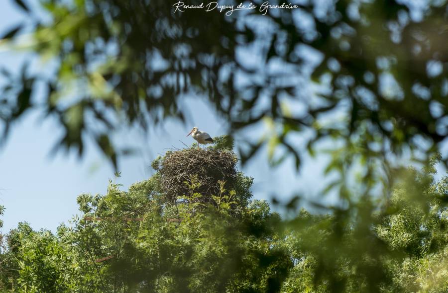 Agde - Nature : Un couple de cigogne blanche en visite dans l'Hérault