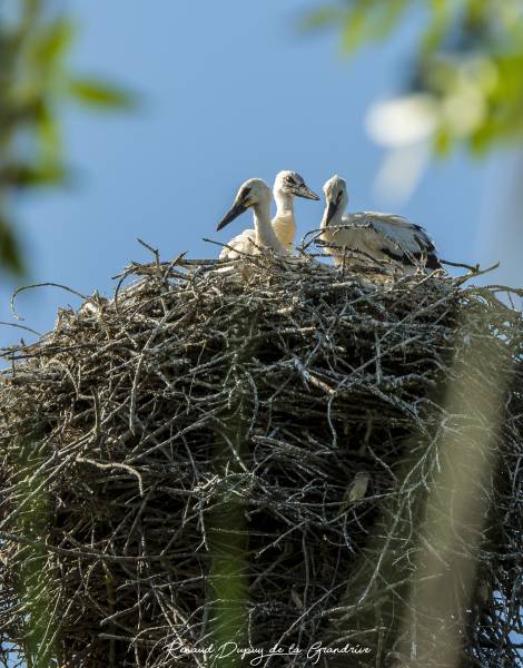 Agde - Nature : Un couple de cigogne blanche en visite dans l'Hérault