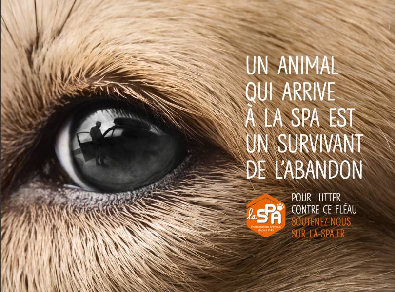 Occitanie - La SPA lance une campagne inédite pour lutter contre l'abandon !