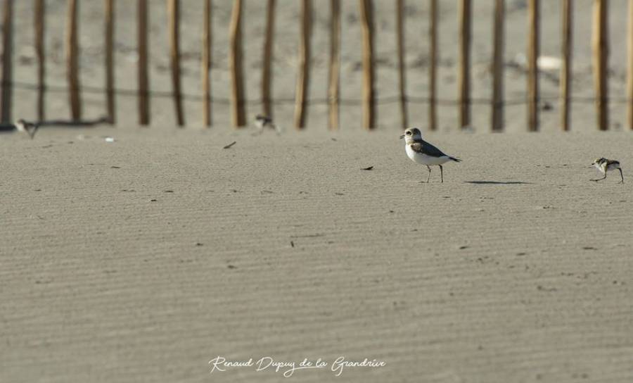 Hérault - Cap d'Agde - Les bébés gravelots sont nés ! Trop mignon !