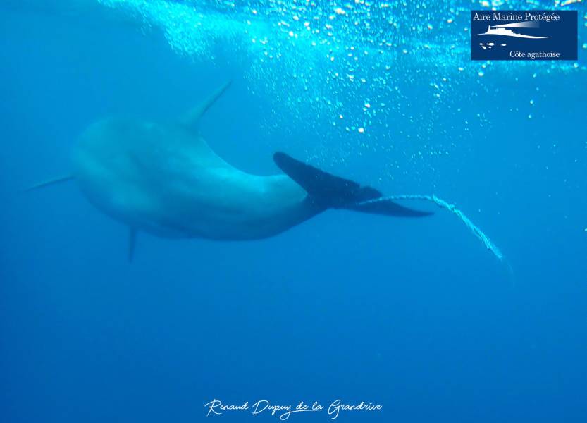 Hérault - Le Cap d'Agde - La vidéo du sauvetage du grand dauphin !