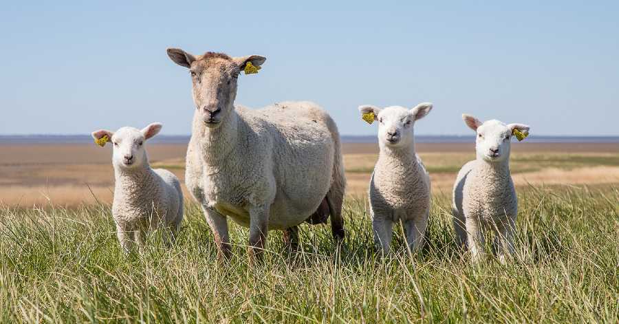 Hérault - Le rôle essentiel du pastoralisme dans la gestion des espaces naturels