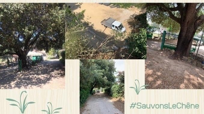 Hérault - Castelnau le Lez - Défense du chêne centenaire rassemblement ce 22 juin à 12h devant la Métropole