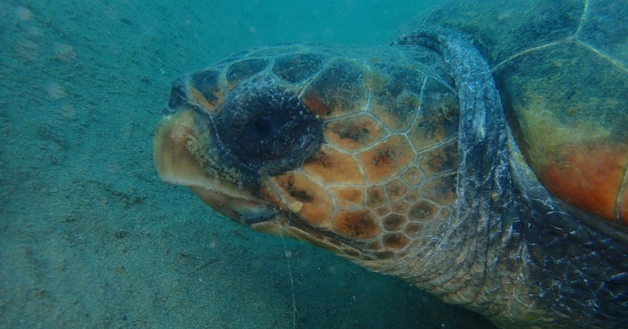Cap d'Agde - Une belle observation de tortue caouanne adulte !