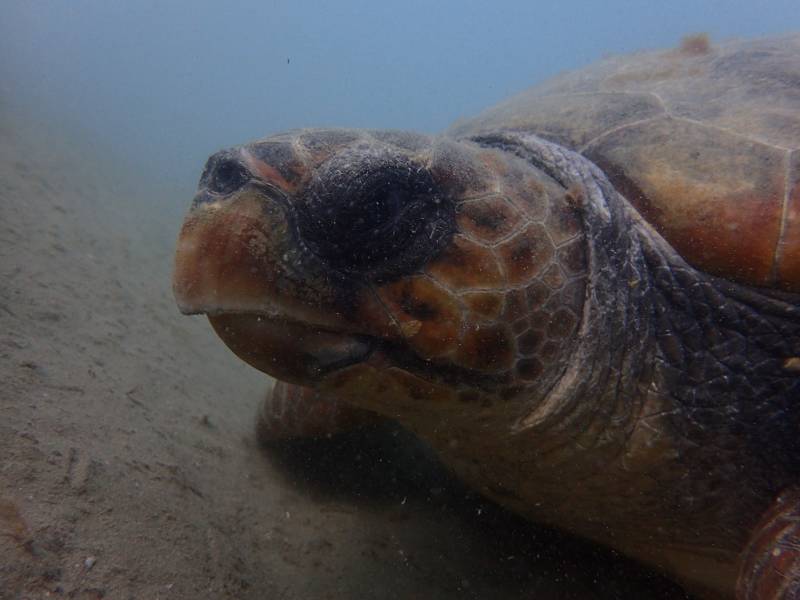 Cap d'Agde - Une belle observation de tortue caouanne adulte !