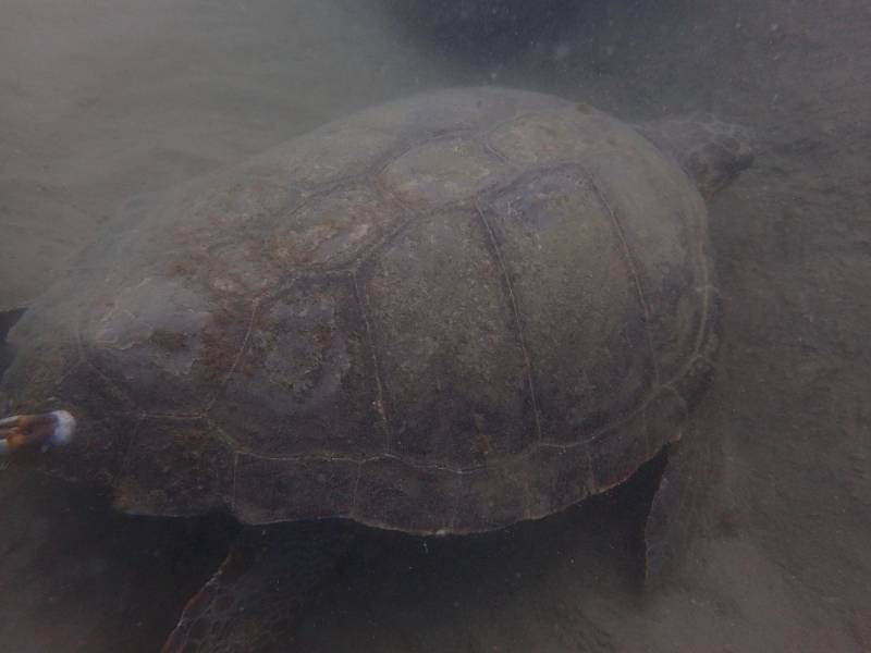 Cap d'Agde - Une belle observation de tortue caouanne adulte !