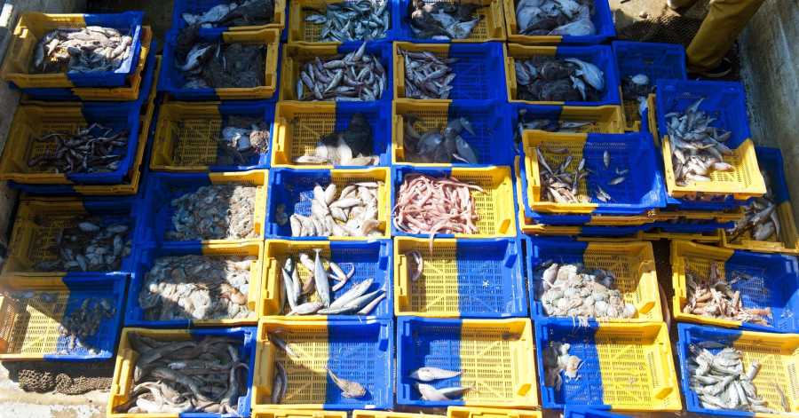 Hérault - Pêche : consommons local ! Visitez le Belvédère