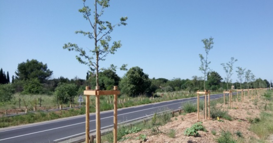 Hérault - Déviation d'Aniane : tous les arbres sont plantés !