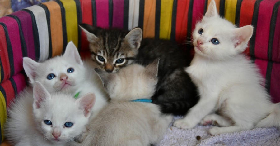Agde Pas De Repit Pour Les Benevoles Du Chat Agathois Agde Pas De Repit Pour Les Benevoles Du Chat Agathois