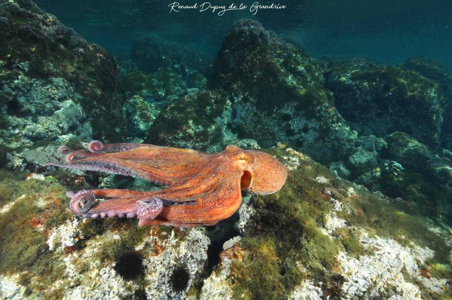 Cap d'Agde - Le poulpe : star des mers à observer au Cap d'Agde !