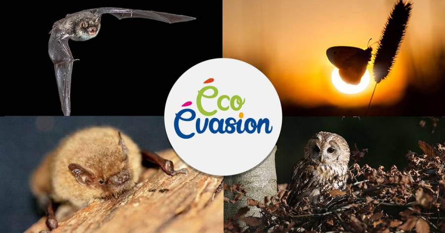 Vias - Laissez-vous surprendre par la faune nocturne locale ! 15 juillet à Vias