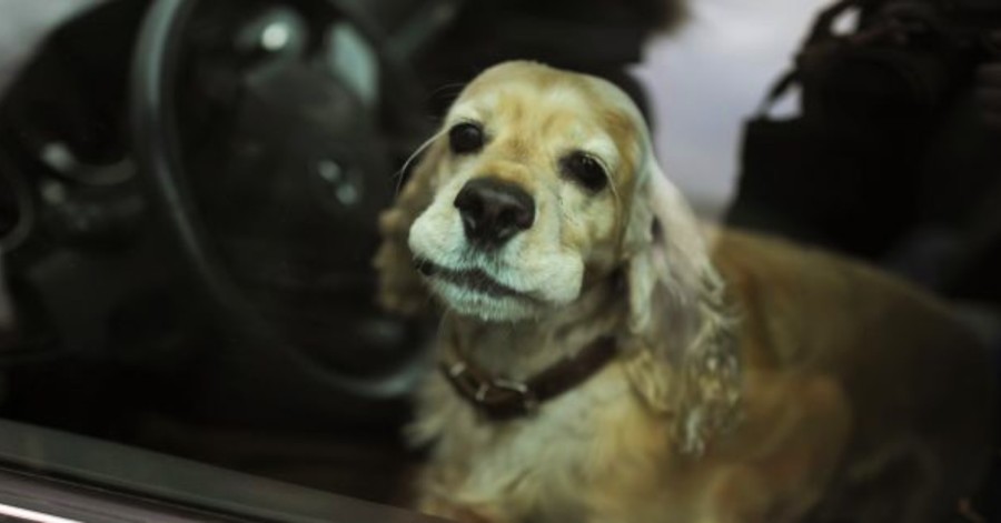 Hérault - On ne laisse pas son animal de compagnie dans la voiture même à l'ombre