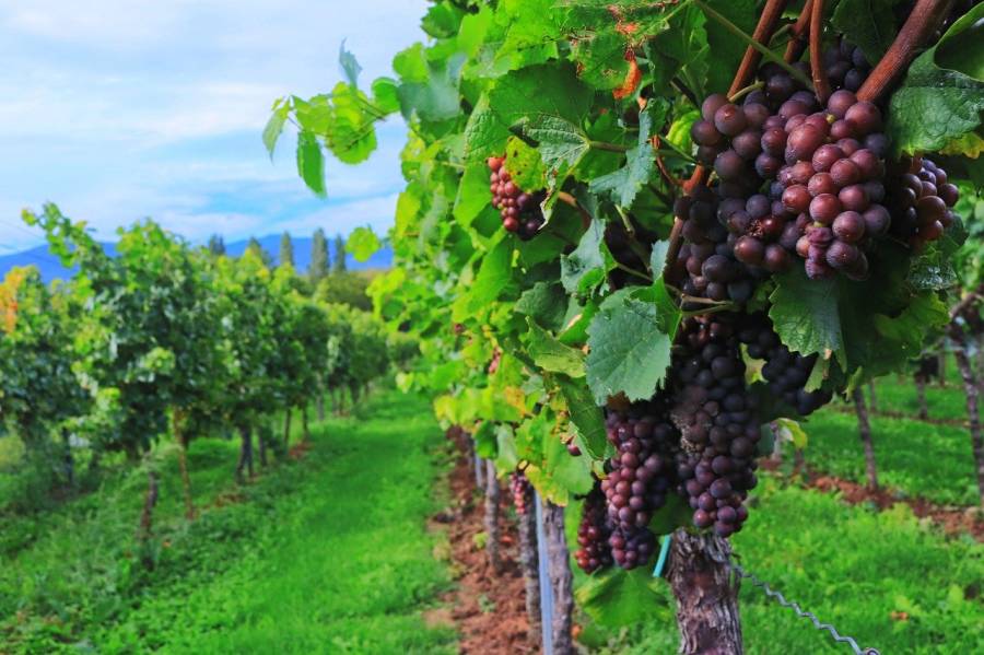 Occitanie - Covid-19 et Vendanges 2020 : La Coopérative Agricole Occitanie édite une guide des bonnes pratiques !