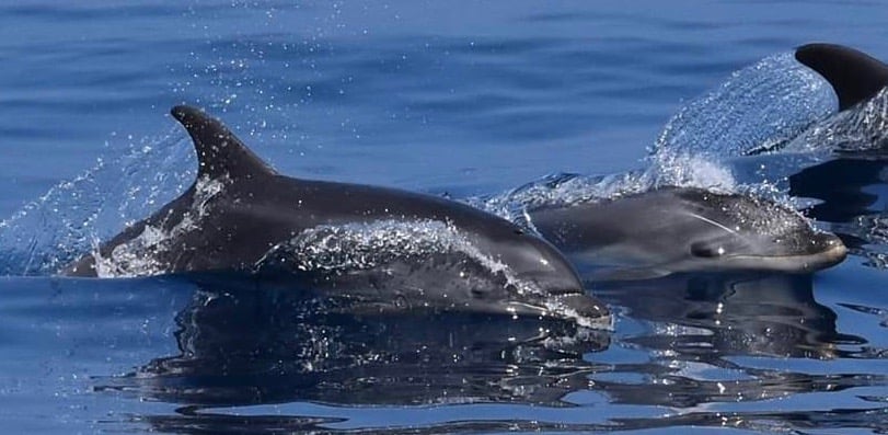 Cap d'Agde - De belles observations récentes de grands dauphins dans l'aire marine protégée de la côte agathoise