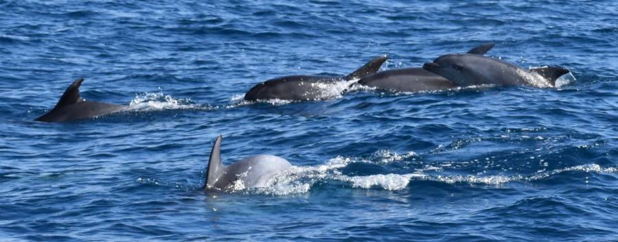 Cap d'Agde - De belles observations récentes de grands dauphins dans l'aire marine protégée de la côte agathoise