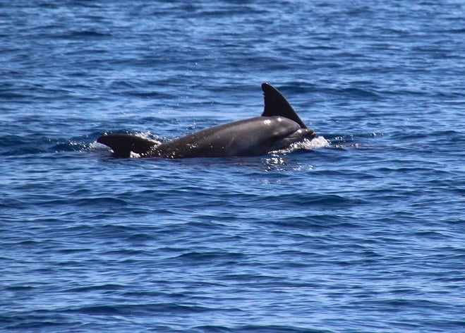 Cap d'Agde - De belles observations récentes de grands dauphins dans l'aire marine protégée de la côte agathoise
