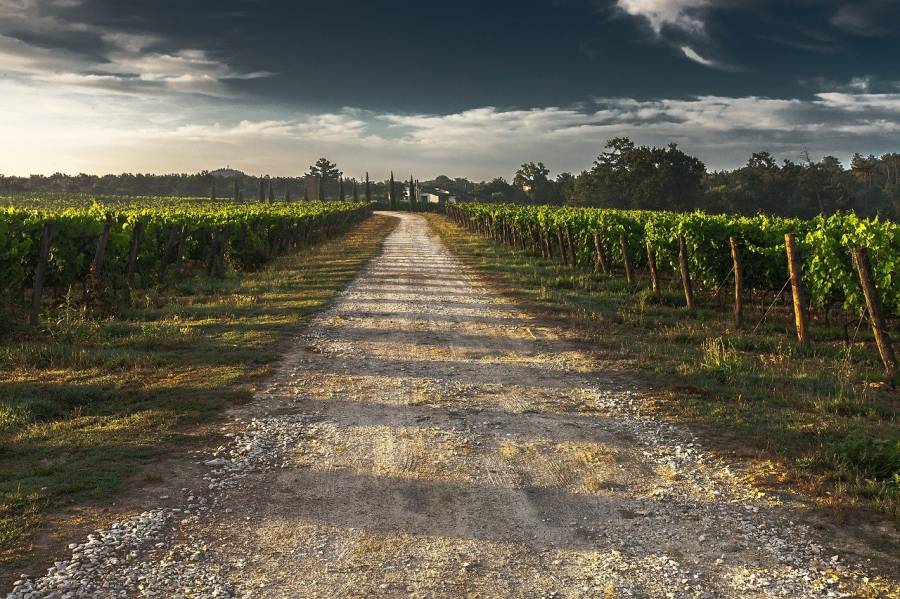Hérault - Œnotourisme : balades vigneronnes à Pézenas et dans les villages au cœur du vignoble en juillet et août 2020