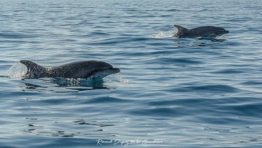 Cap d'Agde - Observation d'une famille de dauphins par l'Aire Marine Protégée de la Côte Agathoise !