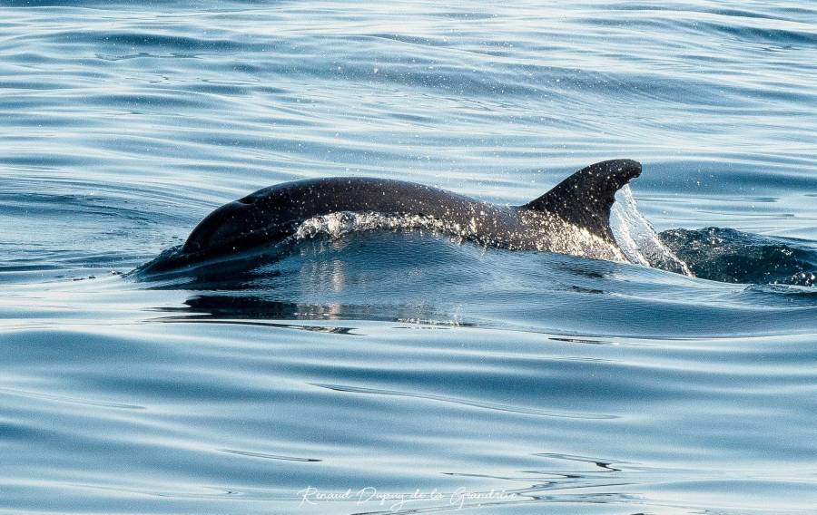 Cap d'Agde - Observation d'une famille de dauphins par l'Aire Marine Protégée de la Côte Agathoise !