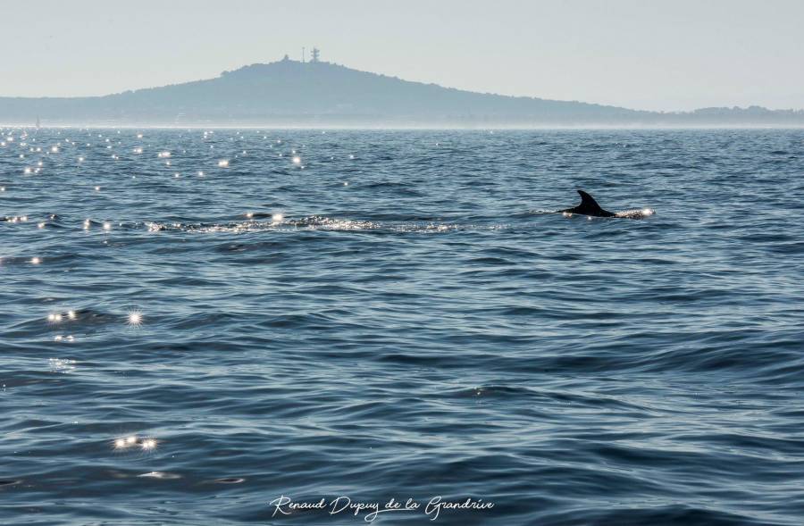 Cap d'Agde - Observation d'une famille de dauphins par l'Aire Marine Protégée de la Côte Agathoise !