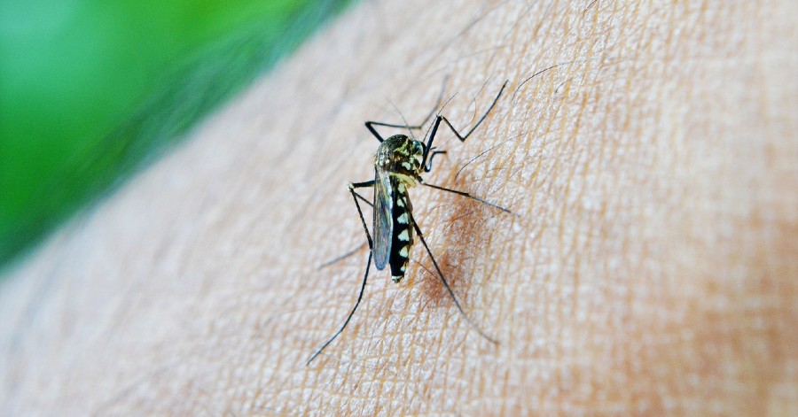 Hérault - Un cas de dengue confirmé dans l'Hérault !