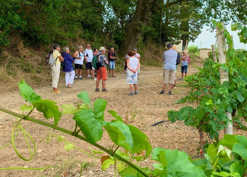 Hérault - Idée de sortie : Les balades vigneronnes avec l'Office de Tourisme Cap d'Agde méditerranée