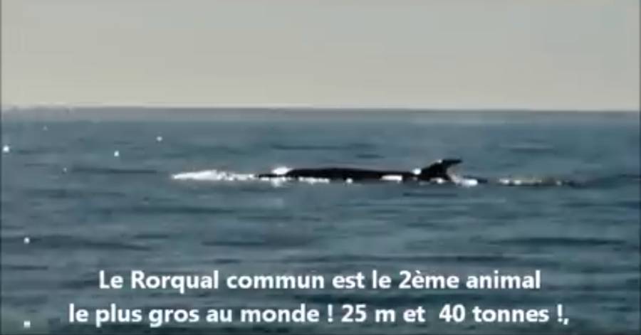 Cap d'Agde - Une baleine de 25 mètres au large du Cap d'Agde !