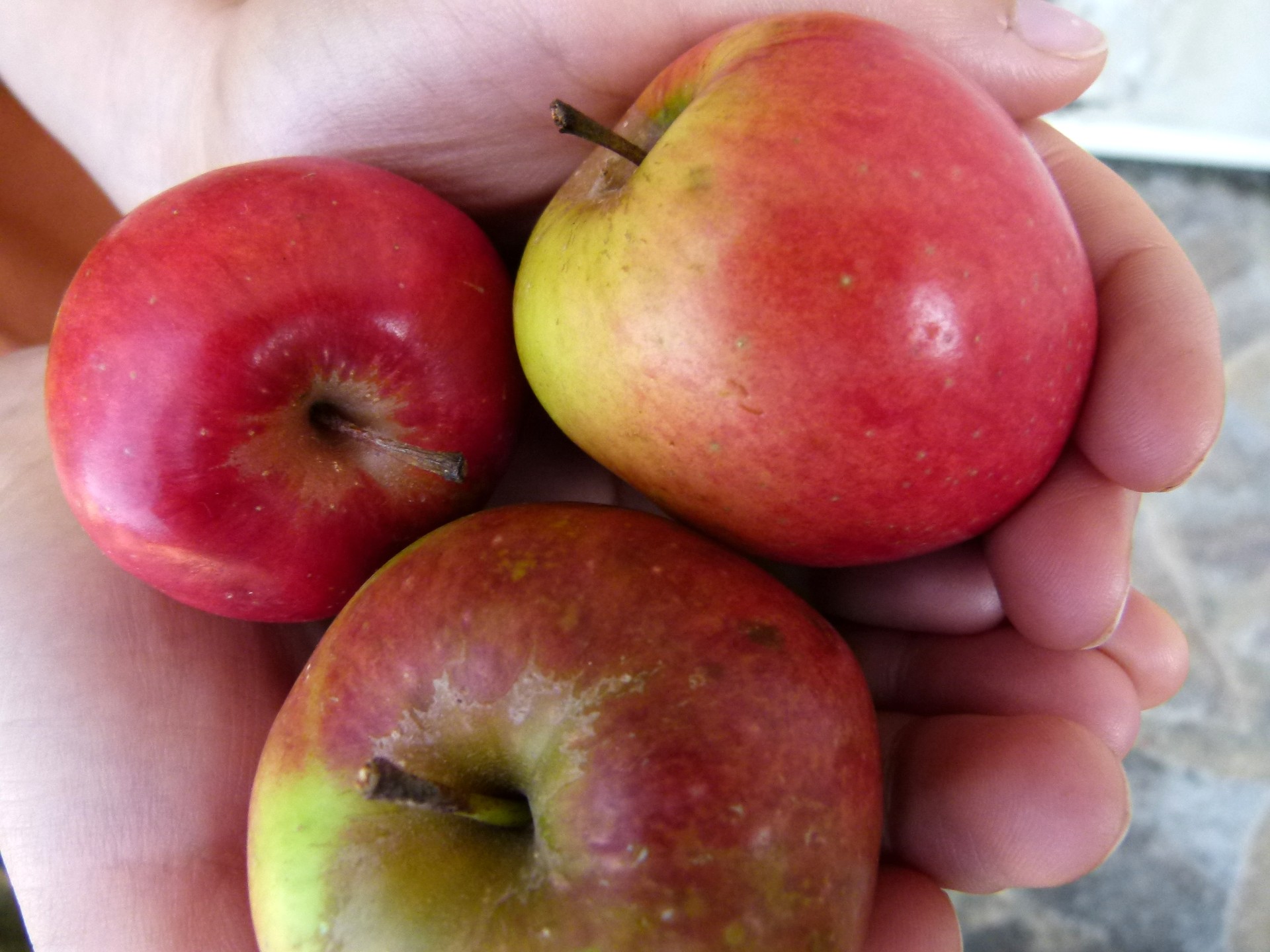 Hérault - Fruits et légumes oubliés du Haut-Languedoc : L'or de nos jardins !