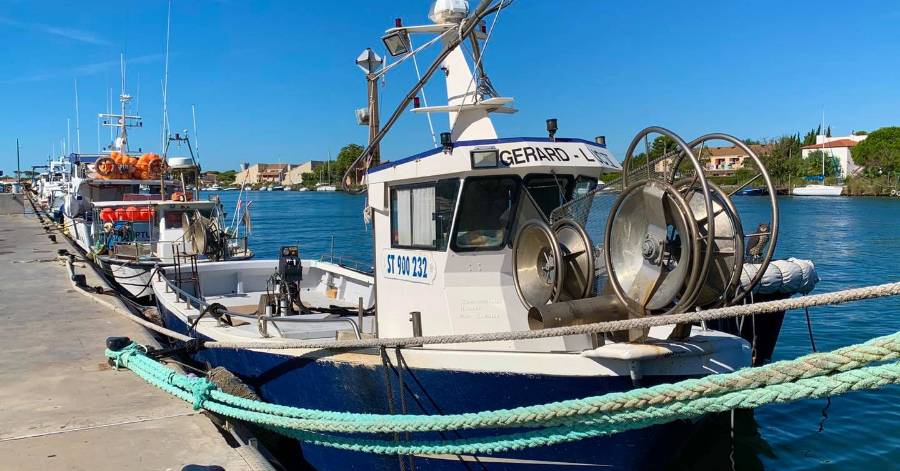 Grau d'Agde - Le Belvédère de la criée au Grau d'Agde : Une visite qui donne la pêche !
