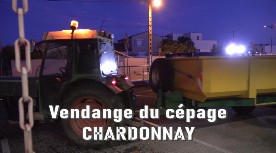 Bessan - Les vendanges du cépage Chardonnay lors du premier jour de la récolte à Bessan
