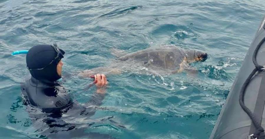 Cap d'Agde - Sauvetage d'une tortue marine Caouanne dans la réserve marine du Roc de Brescou !
